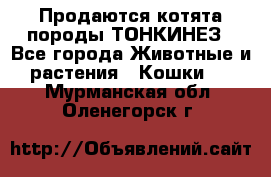 Продаются котята породы ТОНКИНЕЗ - Все города Животные и растения » Кошки   . Мурманская обл.,Оленегорск г.